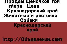 Продам щеночков той-тйера › Цена ­ 5 000 - Краснодарский край Животные и растения » Собаки   . Краснодарский край